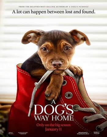 A Dogs Way Home 2019 Hindi Dual Audio Web-DL Full Movie Download