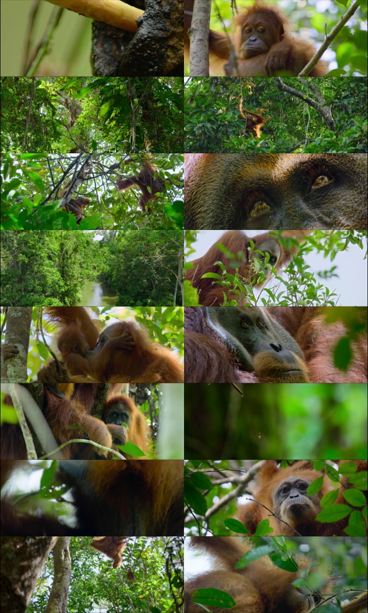 Secret Lives of Orangutans one0one4 Hindi ORG Dual Audio Movie DD5.1 1080p 7one0p 480p Web-DL ESubs xone64 HEVC