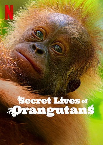 Secret Lives of Orangutans 2024 Dual Audio Hindi ORG Full Movie HDRip NF | 1080p | 720p | 480p | ESubs Free Download