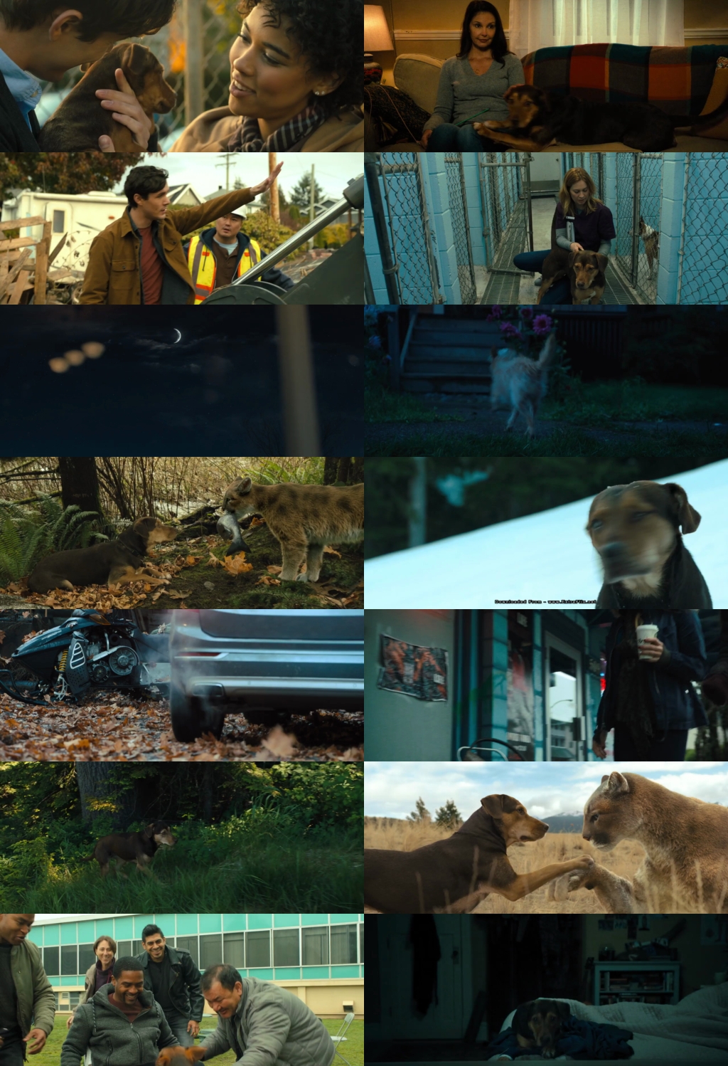 A Dog's Way Home (2019) 1080p | 720p | 480p BluRay [Hindi (हिन्दी) + English] DD5.1 ESub