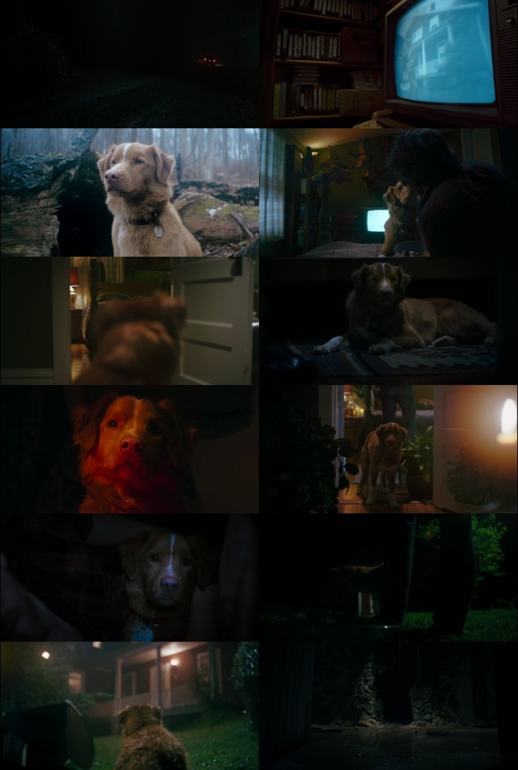 Good Boy 2025 Screenshot